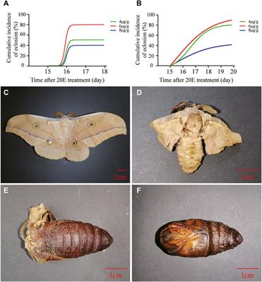 Pupal Diapause Termination and Transcriptional Response of Antheraea pernyi (Lepidoptera: Saturniidae) Triggered by 20-Hydroxyecdysone